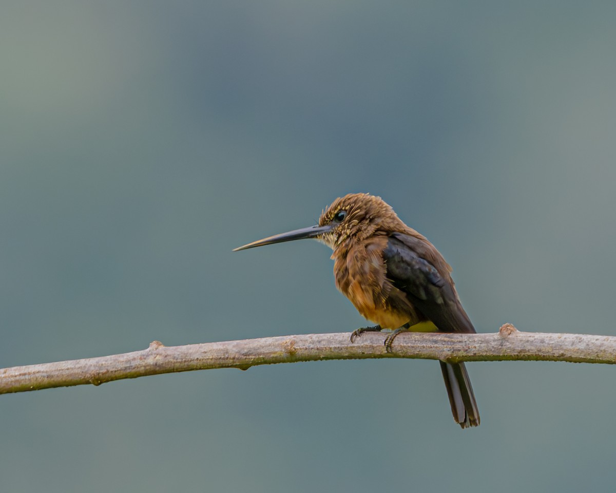 Brown Jacamar - ML647426370