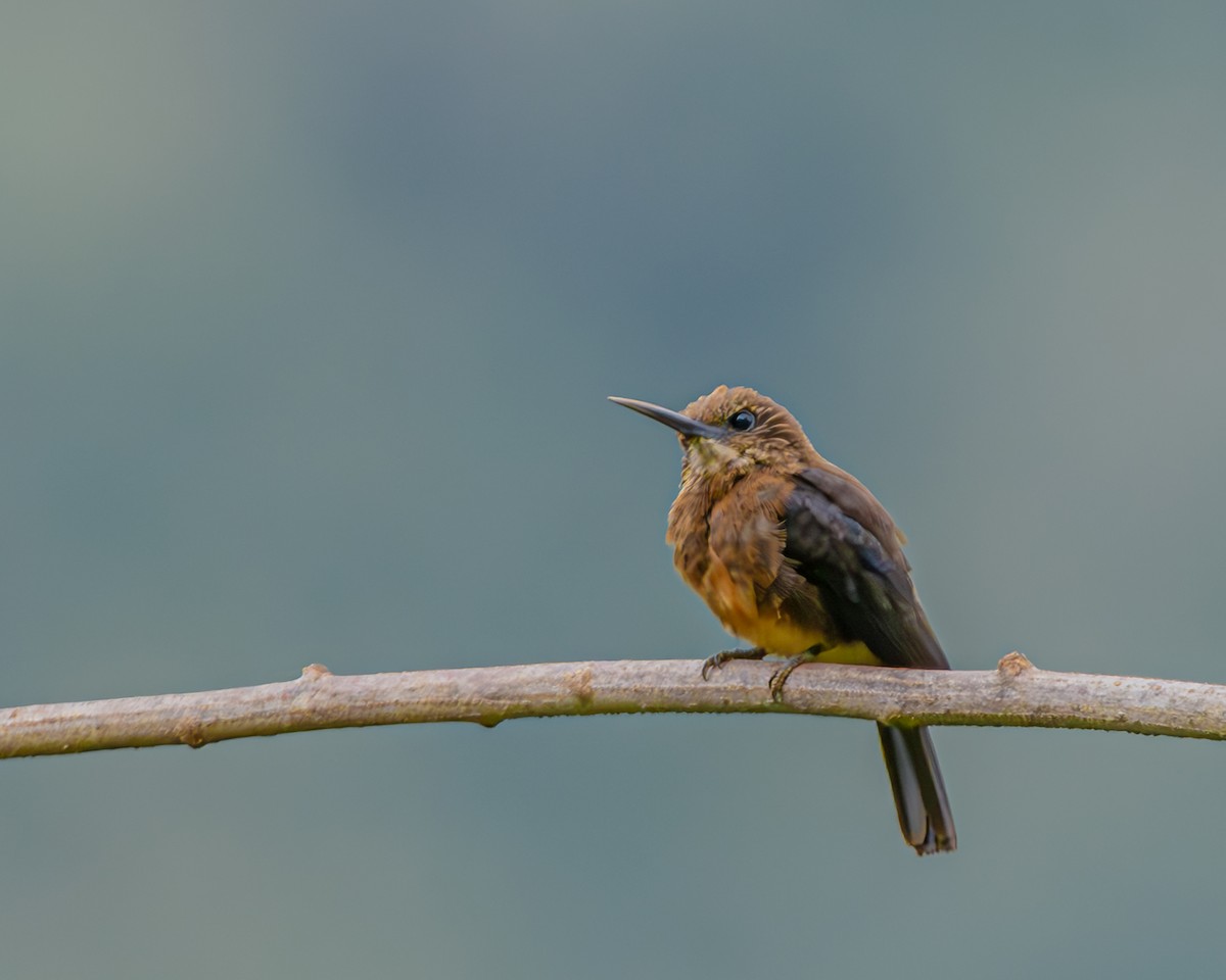 Brown Jacamar - ML647426371
