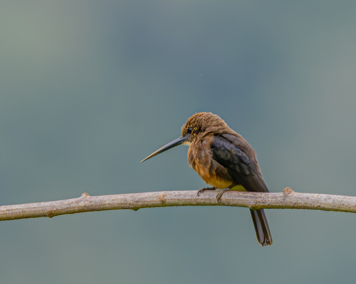 Brown Jacamar - ML647426372