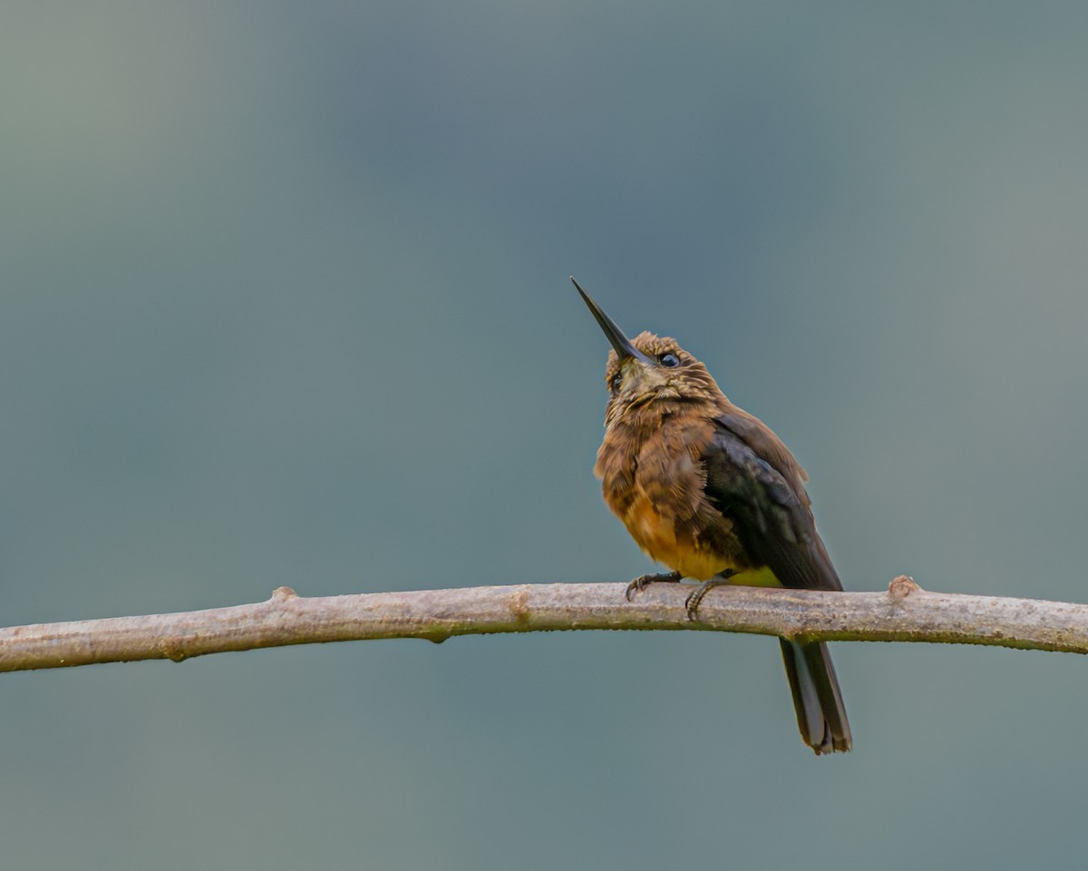 Brown Jacamar - ML647426373