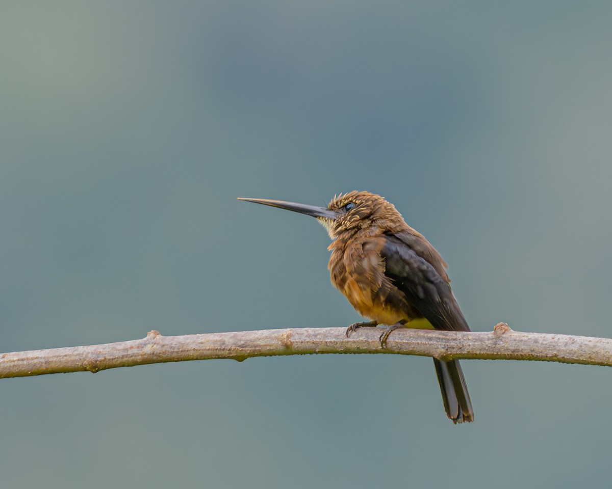 Brown Jacamar - ML647426374