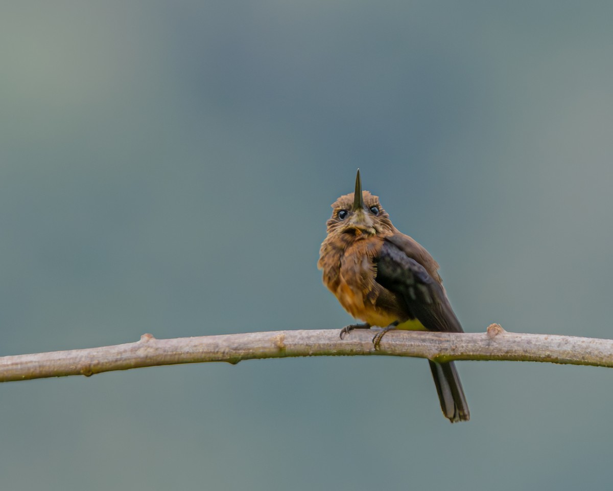 Brown Jacamar - ML647426375