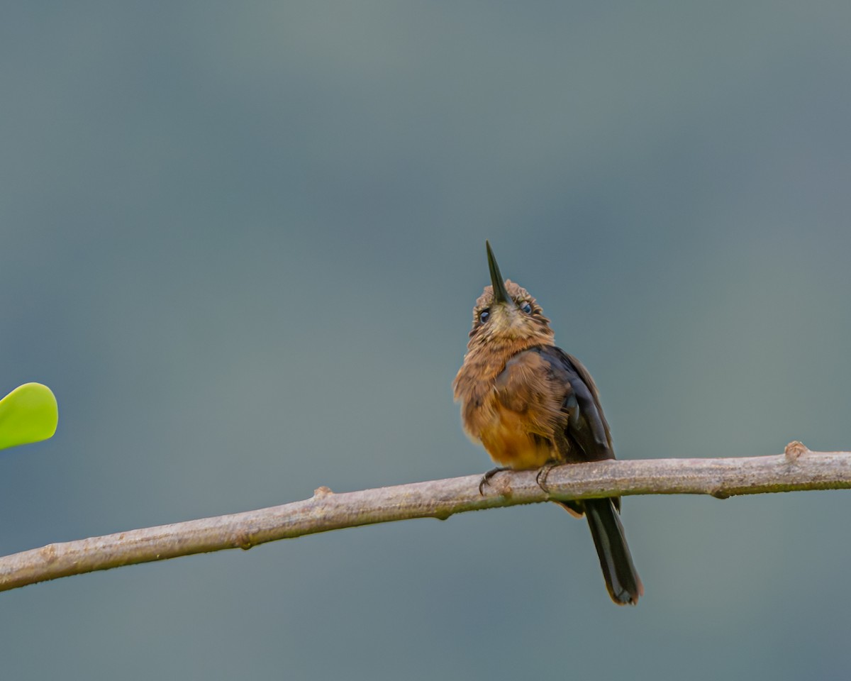 Brown Jacamar - ML647426376