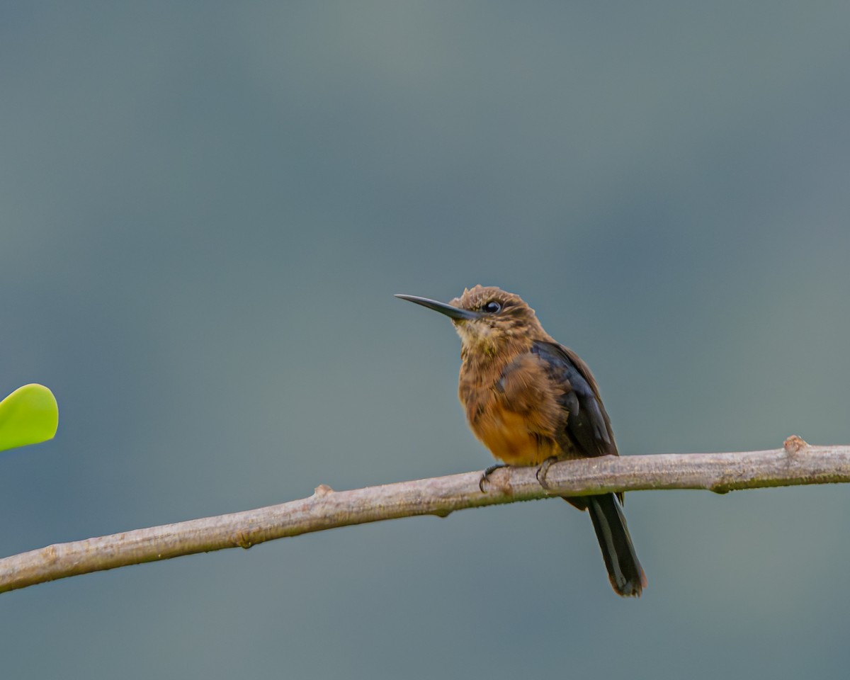 Brown Jacamar - ML647426377