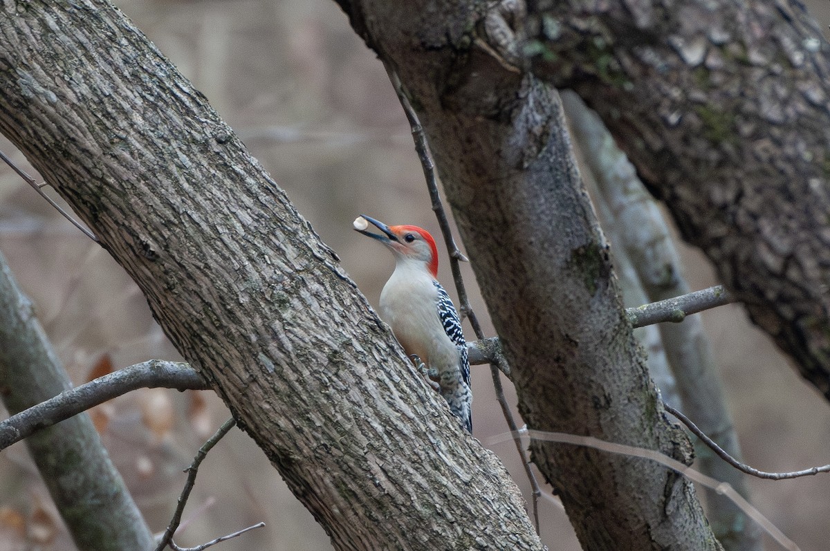 Red-bellied Woodpecker - ML647426378
