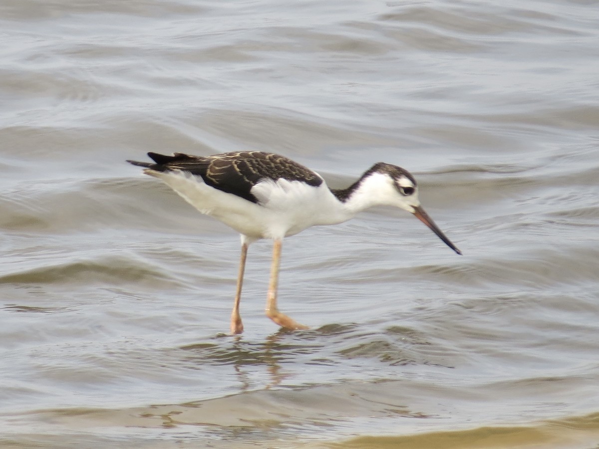 Black-necked Stilt - ML647426379