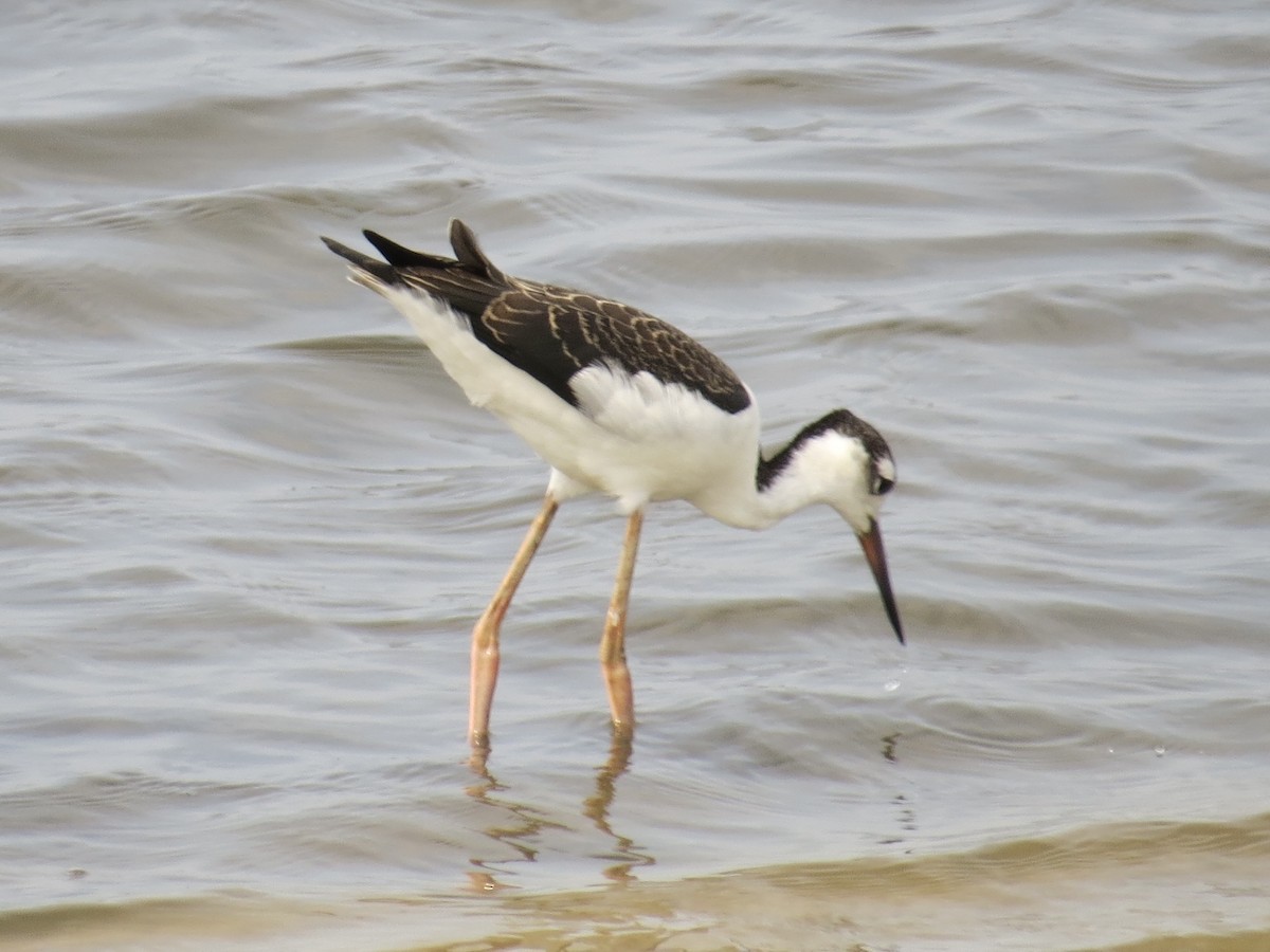 Black-necked Stilt - ML647426380