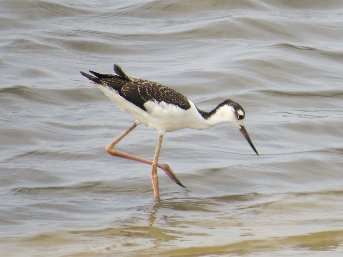 Black-necked Stilt - ML647426381