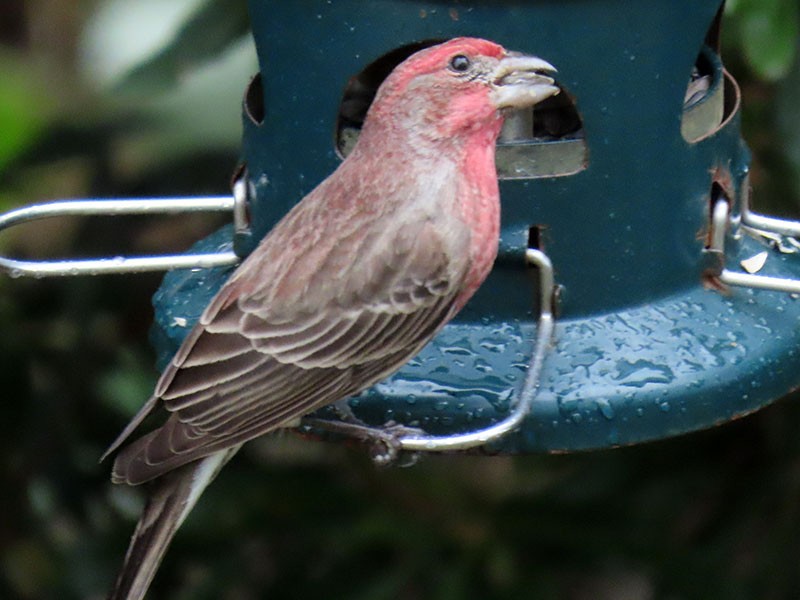 House Finch - ML647426382