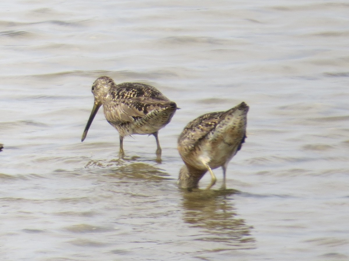 חרטומנית קצרת-מקור - ML647426383