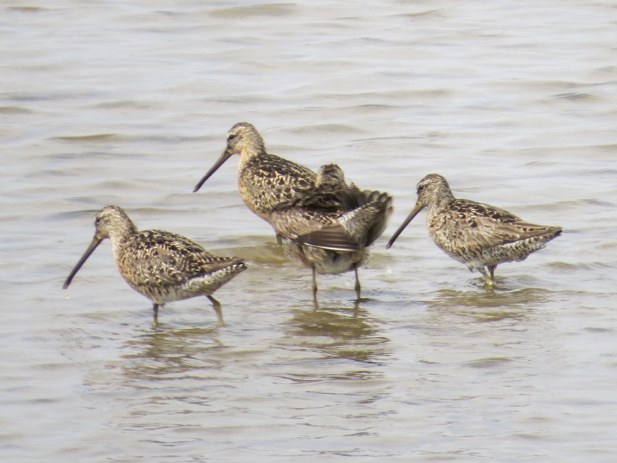 חרטומנית קצרת-מקור - ML647426384