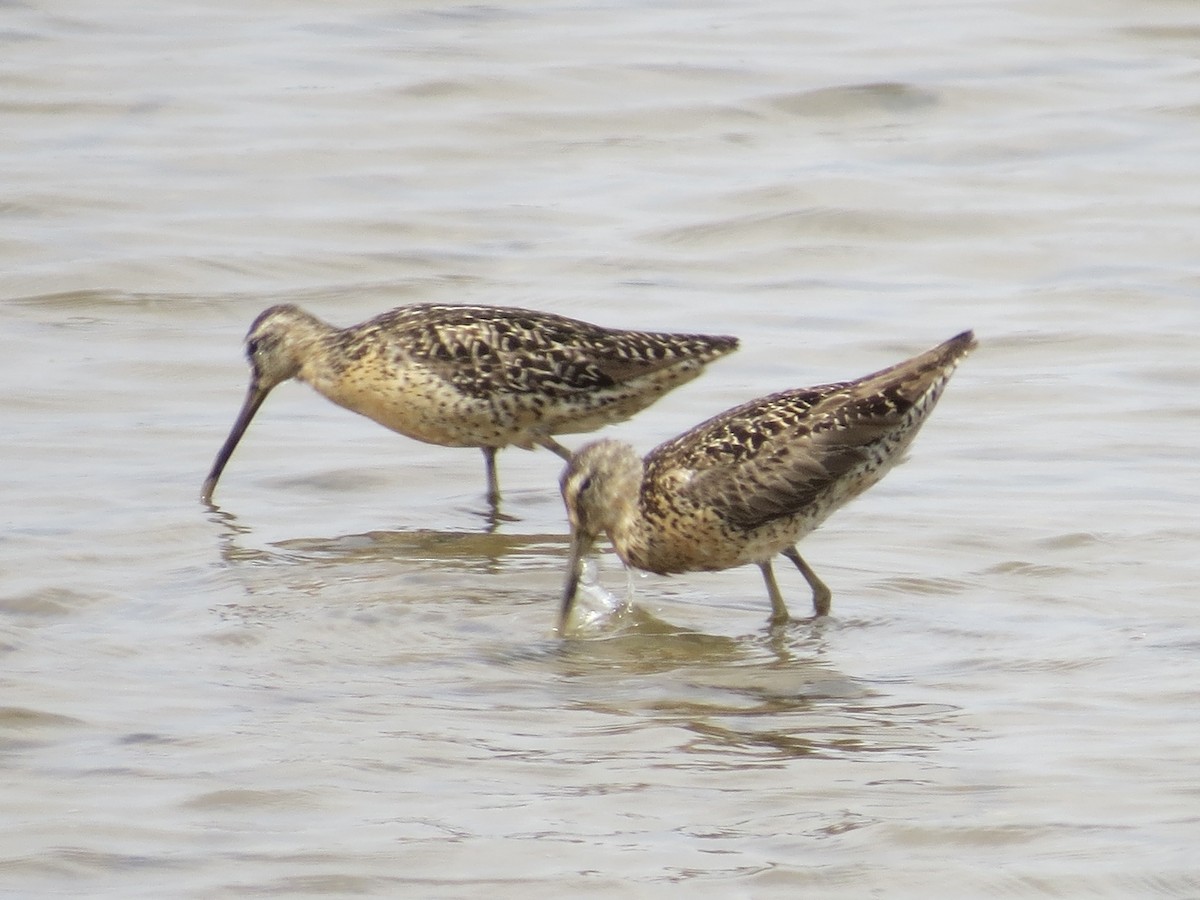 חרטומנית קצרת-מקור - ML647426385