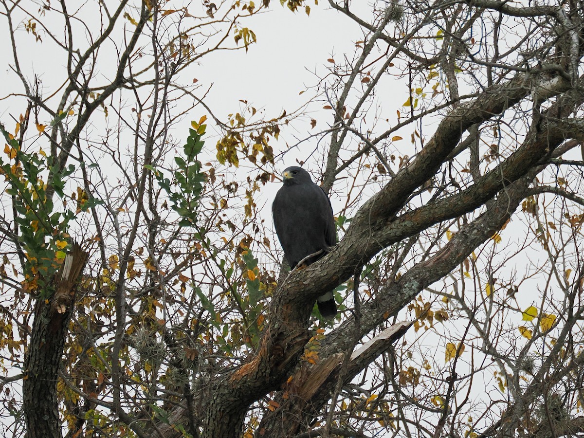 Zone-tailed Hawk - ML647426386