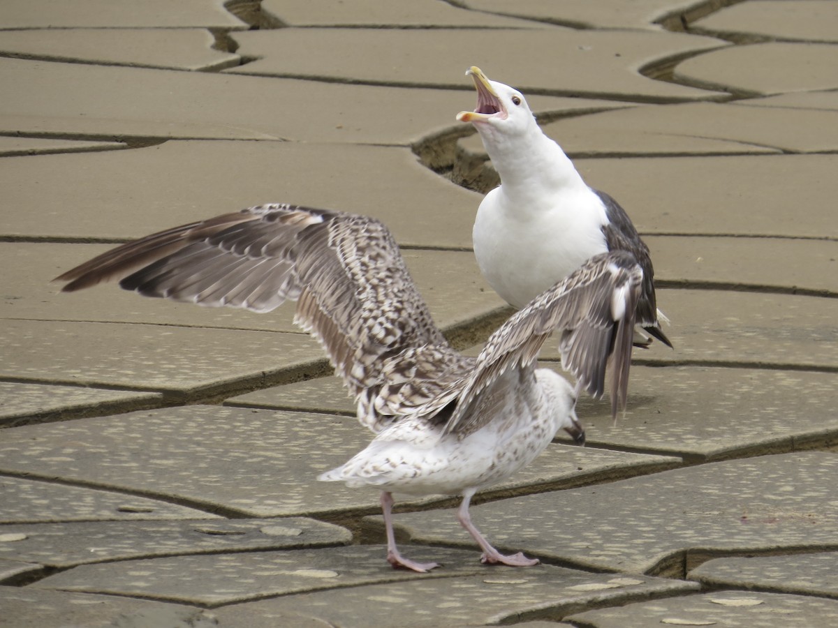 שחף ימי - ML647426388