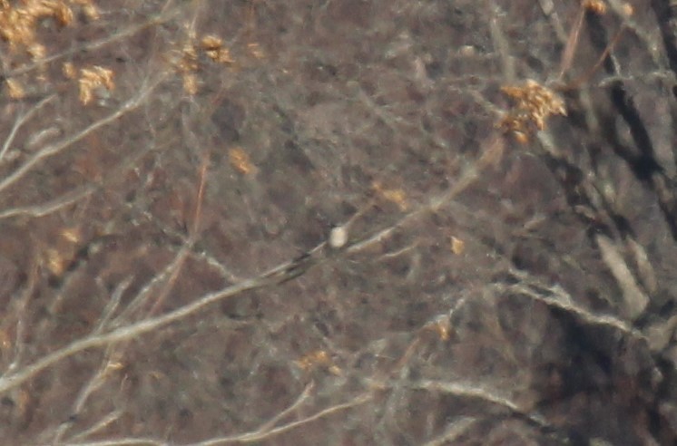 חנקן צפוני - ML647426389