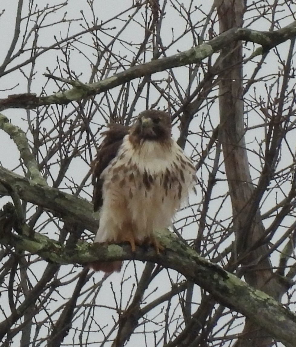 Red-tailed Hawk - ML647426390