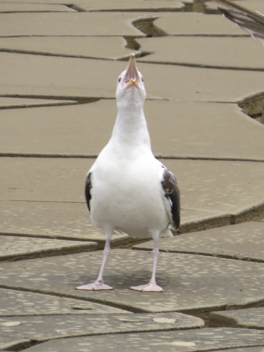 שחף ימי - ML647426391