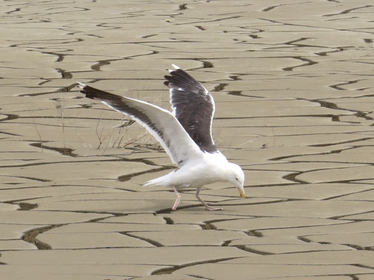 שחף ימי - ML647426392