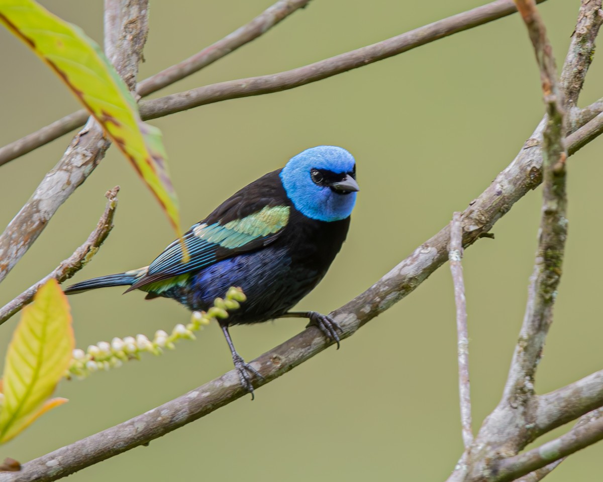 Танагра блакитношия - ML647426442