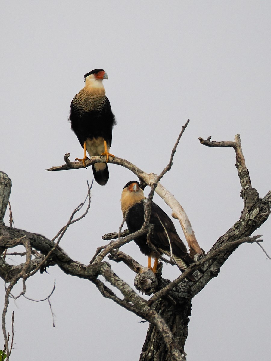 Crested Caracara - ML647426443