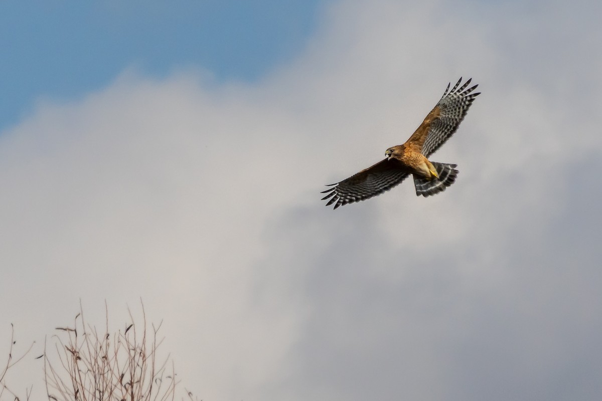 Red-shouldered Hawk - ML647426444