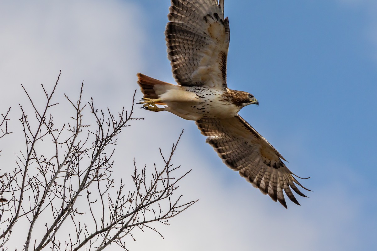 Red-tailed Hawk - ML647426445