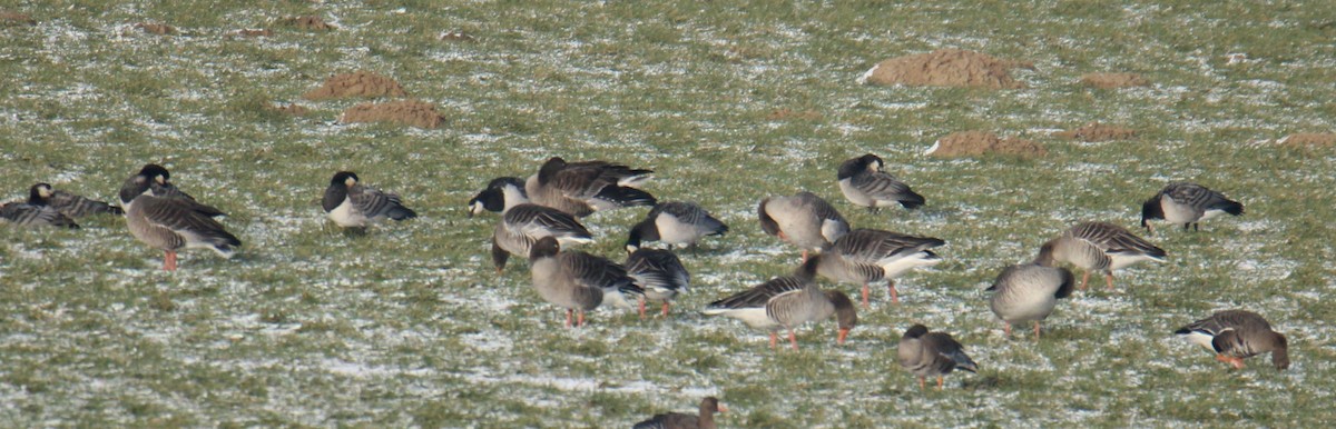 Barnacle Goose - ML647426446