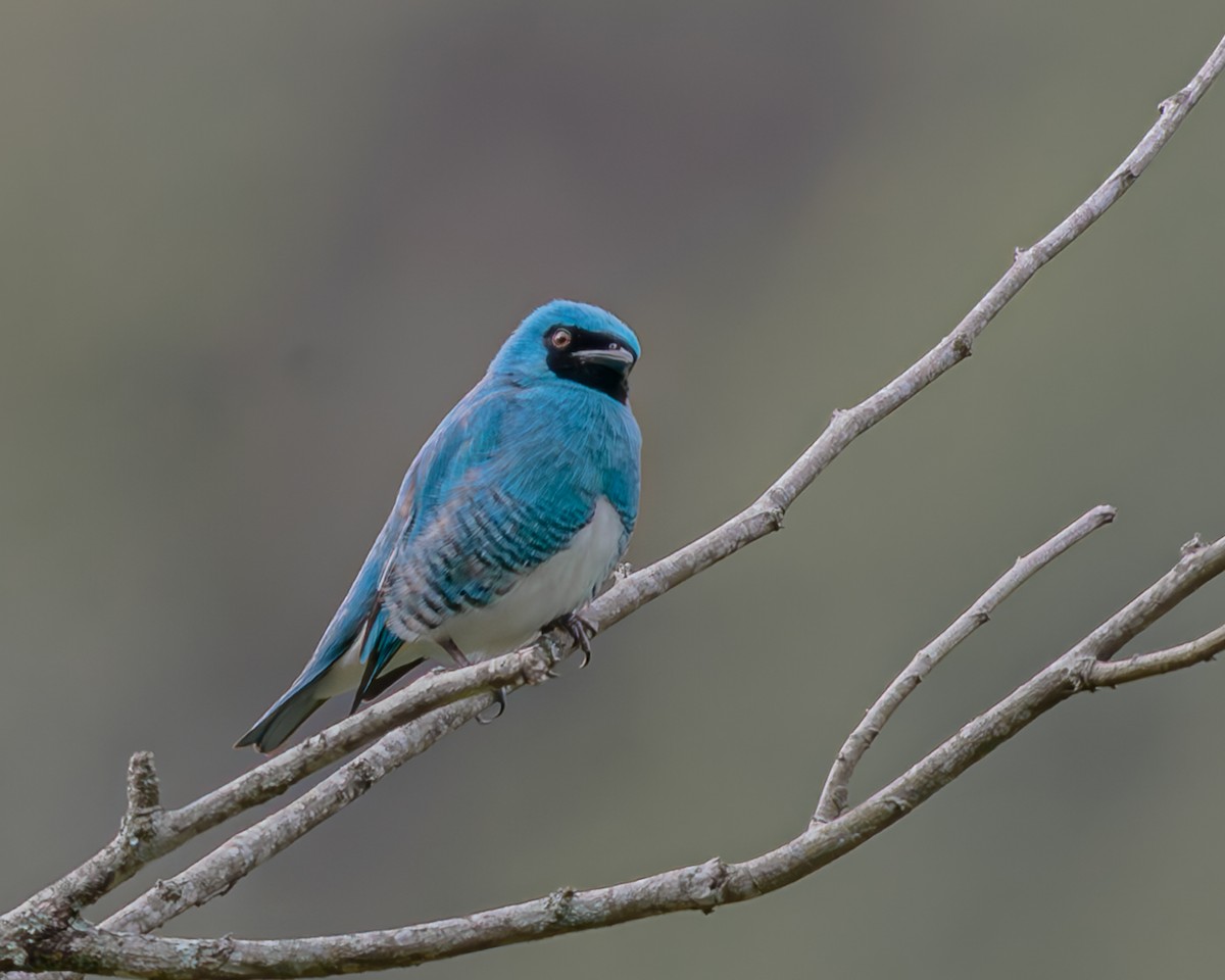 Swallow Tanager - ML647426447