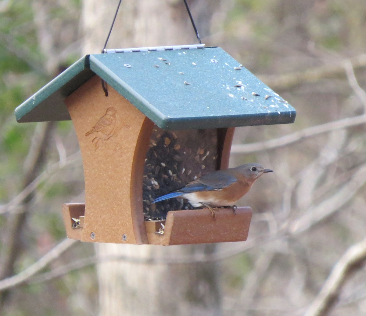 Eastern Bluebird - ML647426448