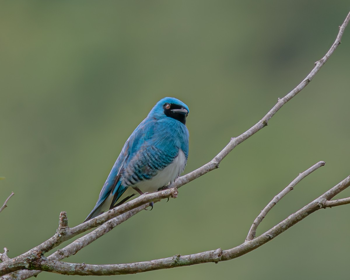 Swallow Tanager - ML647426449