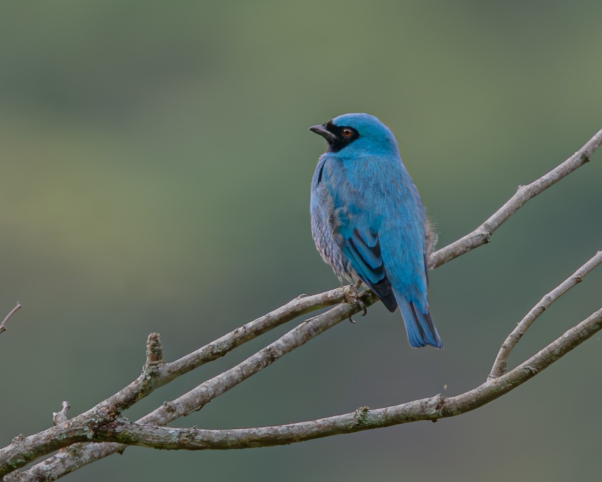 Swallow Tanager - ML647426450