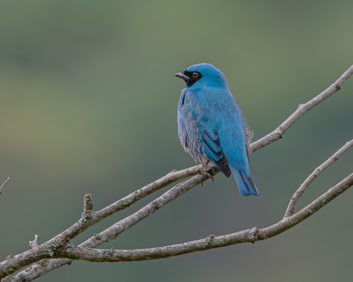 Swallow Tanager - ML647426451