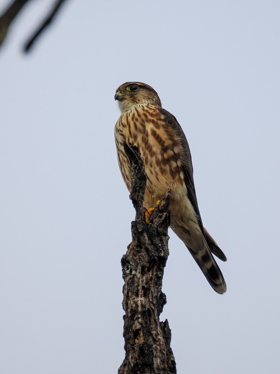 Merlin - ML647426452