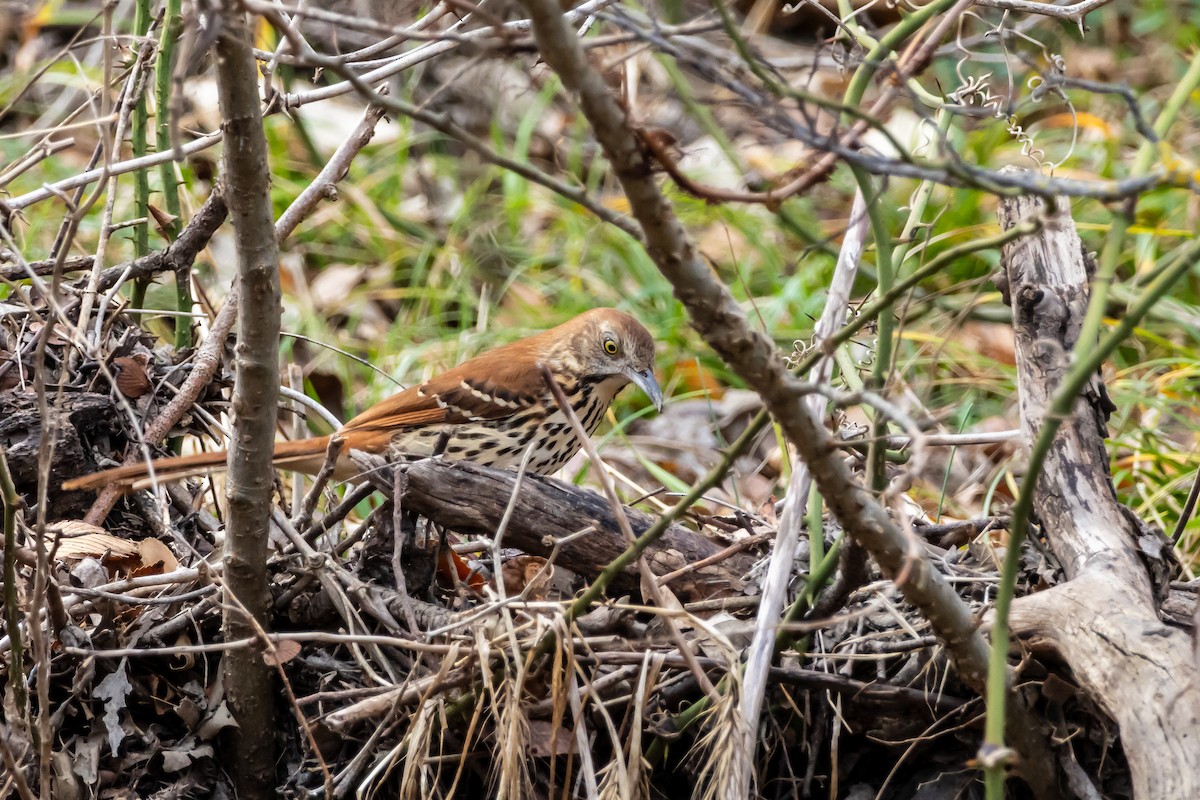Brown Thrasher - ML647426453