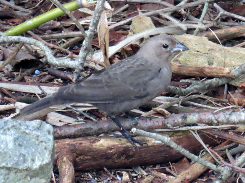 Brown-headed Cowbird - ML647426455