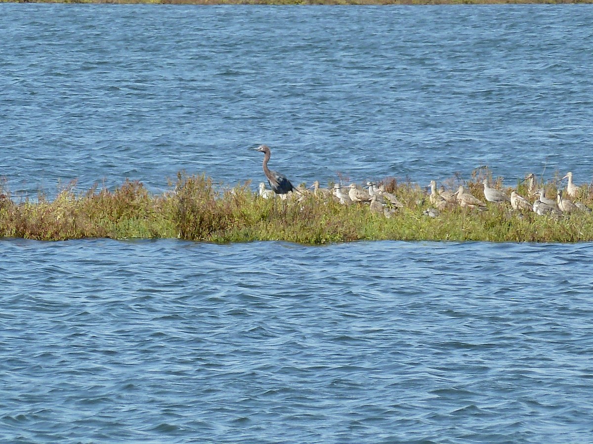 Reddish Egret - ML647426457
