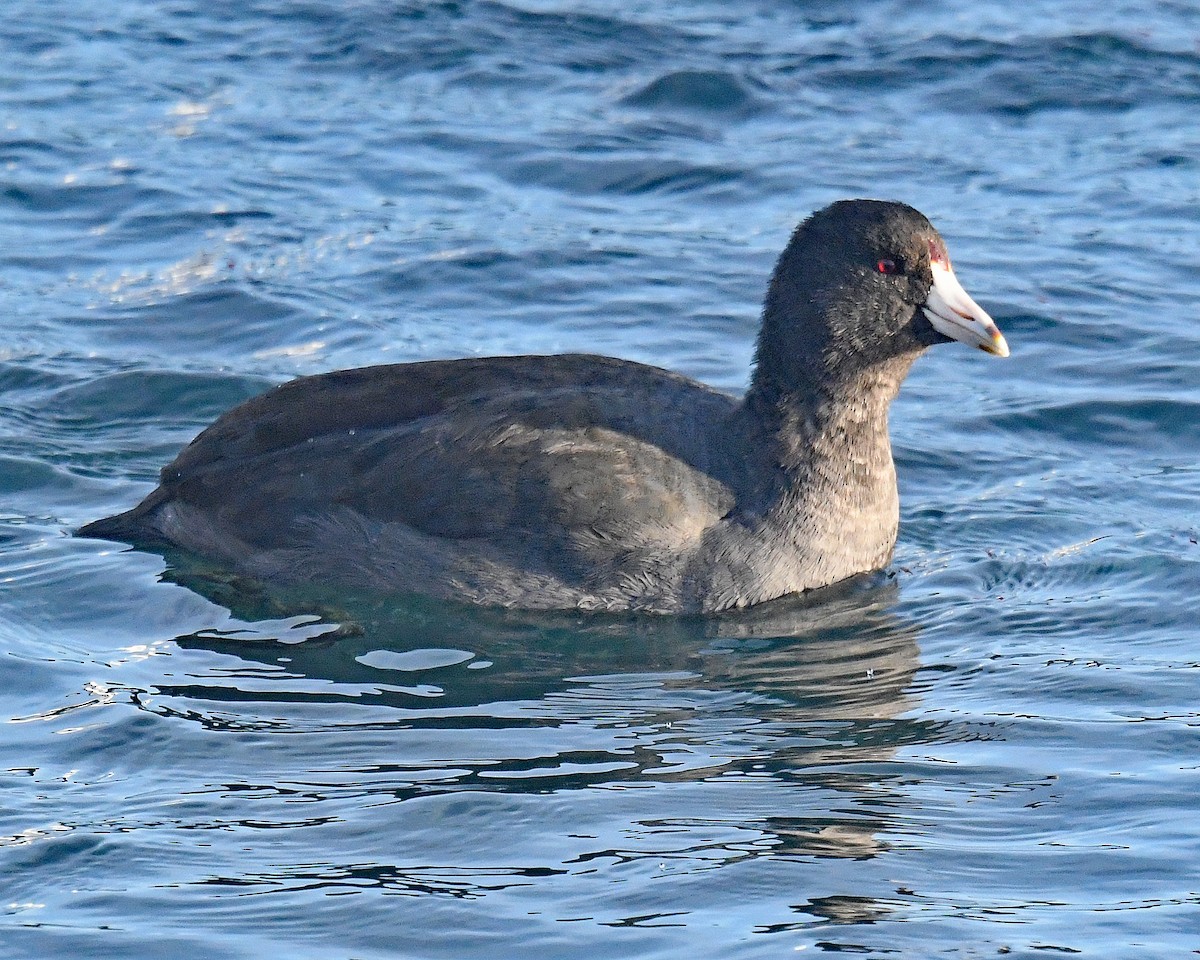 American Coot - ML647426458