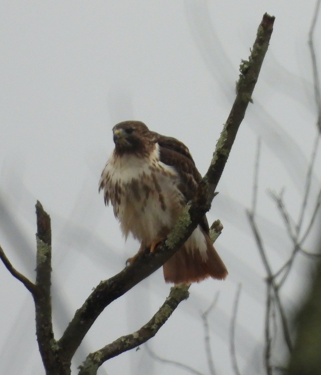 Red-tailed Hawk - ML647426459