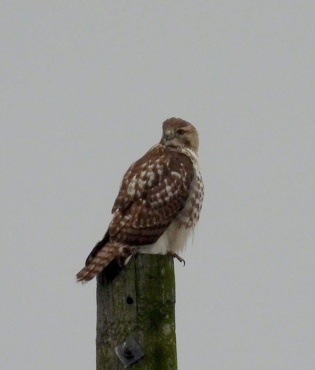 Red-tailed Hawk - ML647426460