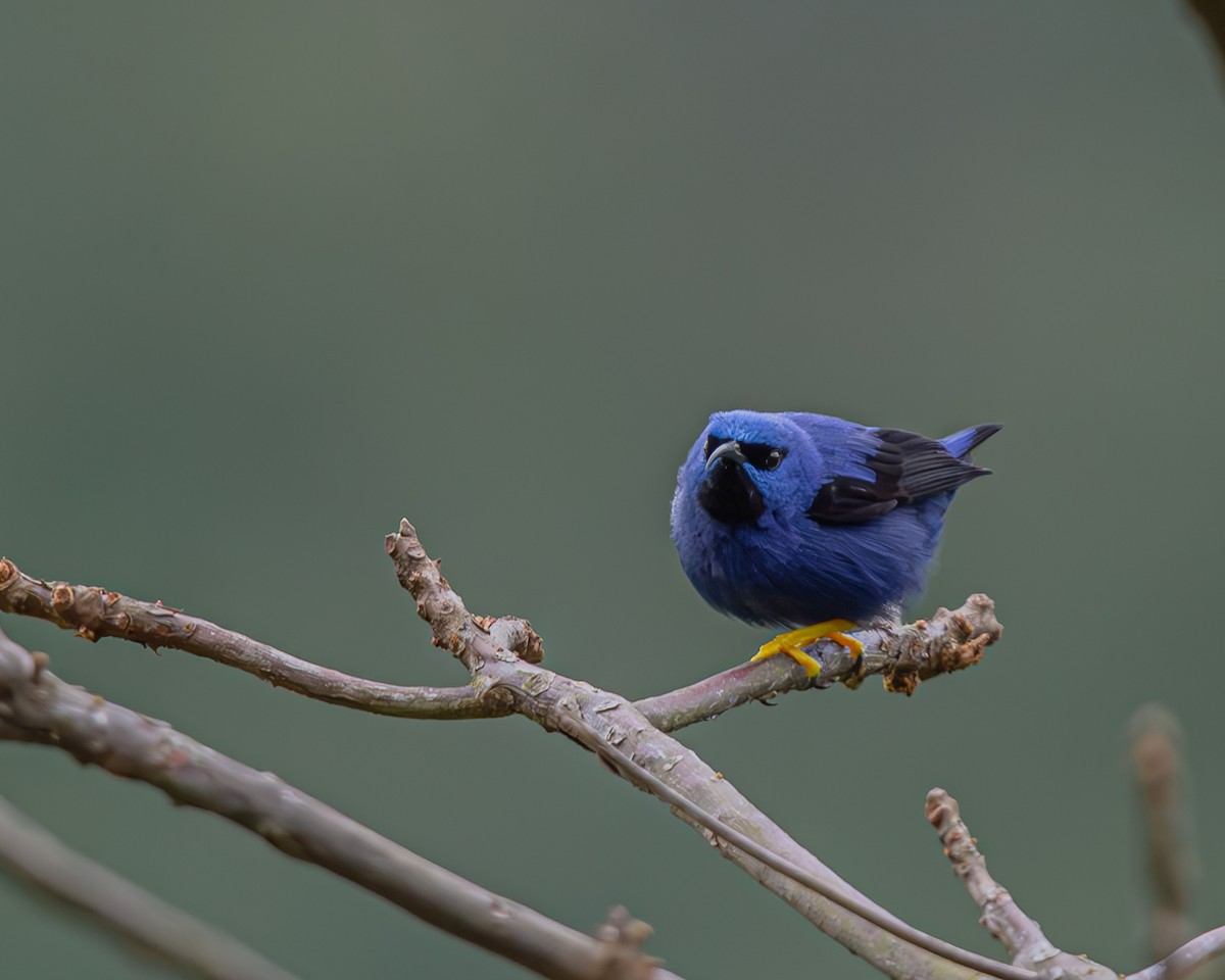 Purple Honeycreeper - ML647426461