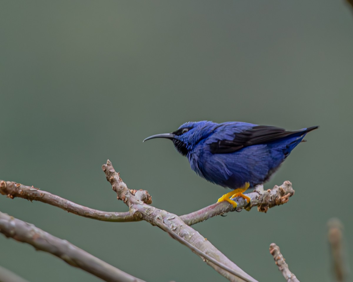 Purple Honeycreeper - ML647426462