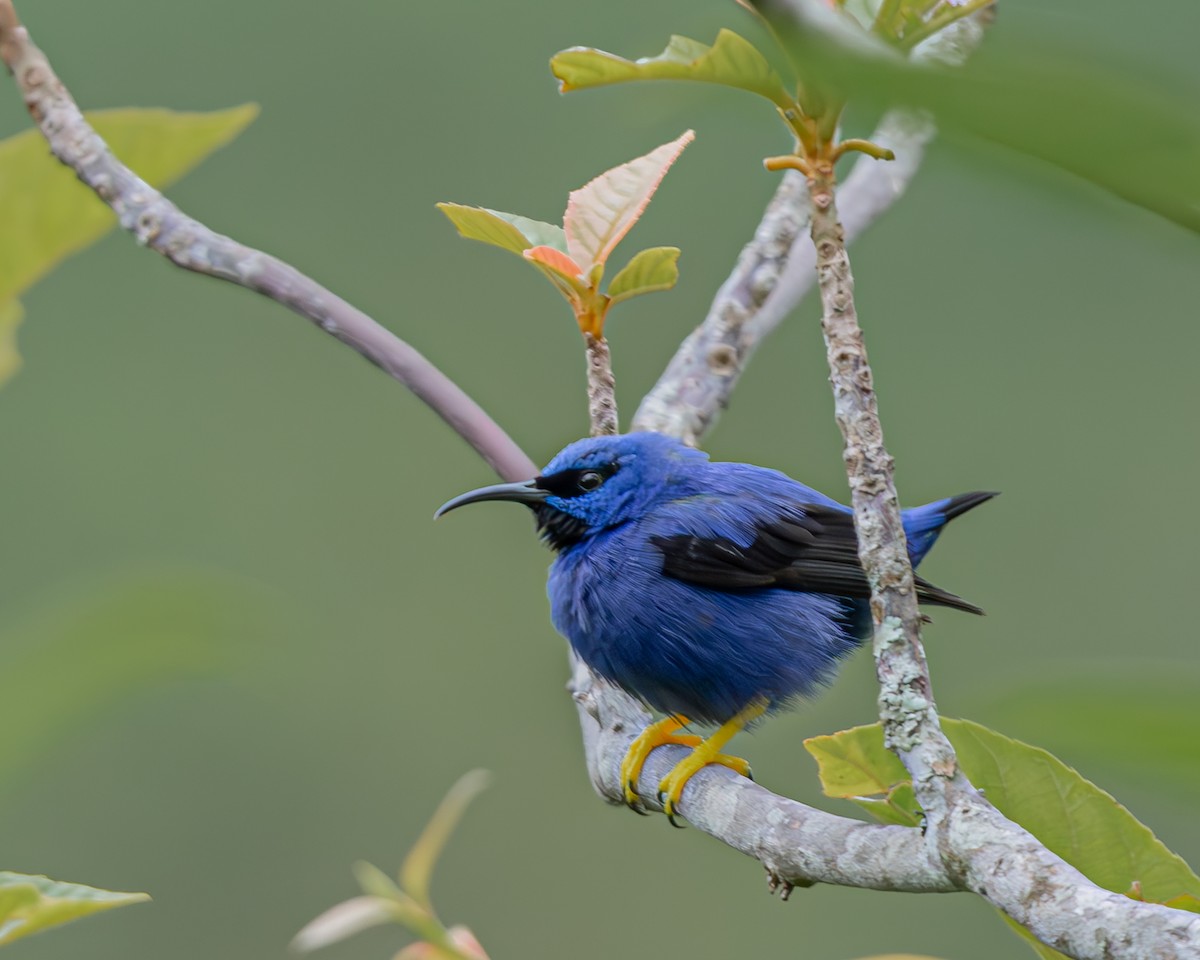 Purple Honeycreeper - ML647426463