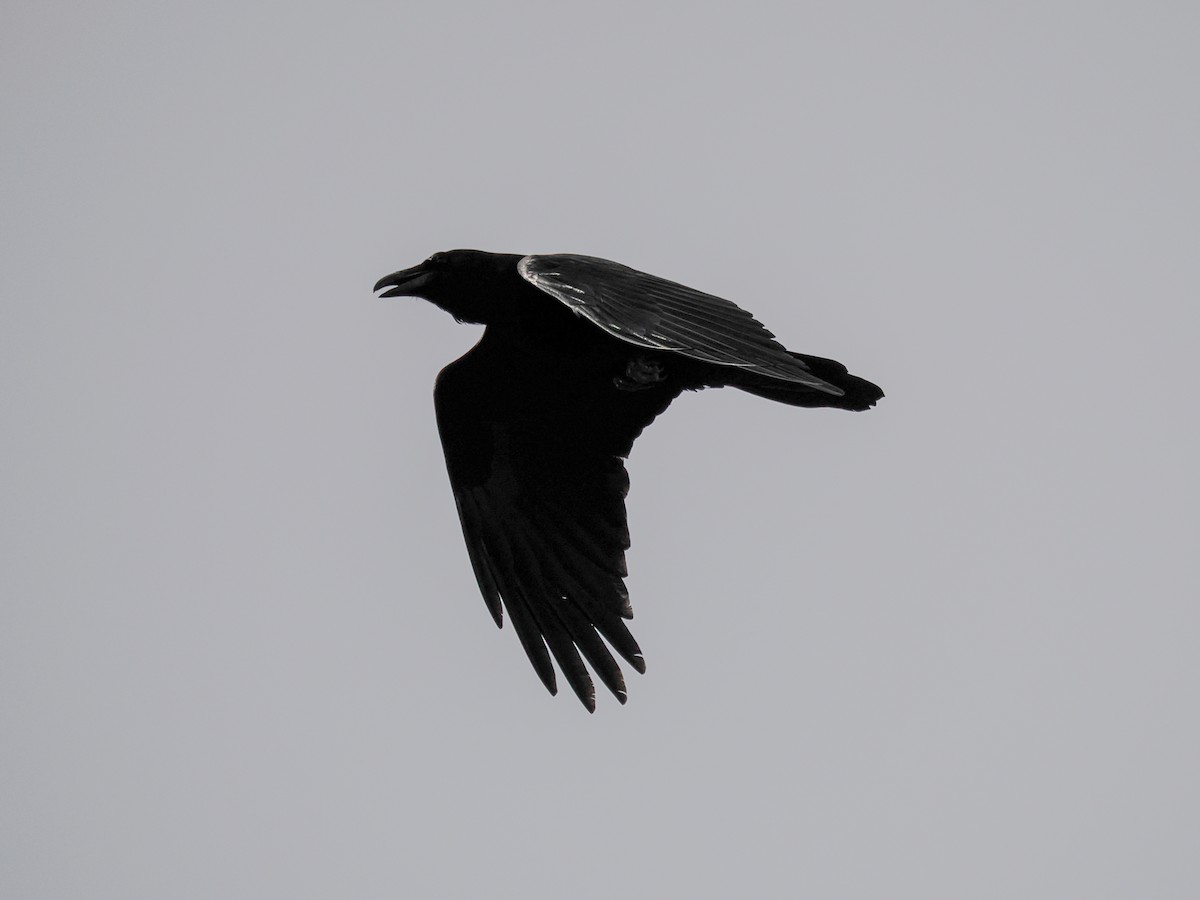 Common Raven - ML647426464