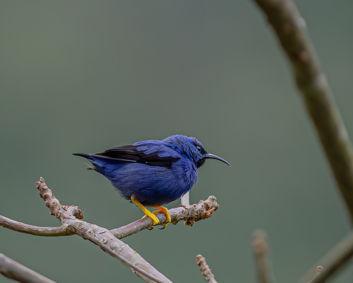 Purple Honeycreeper - ML647426465