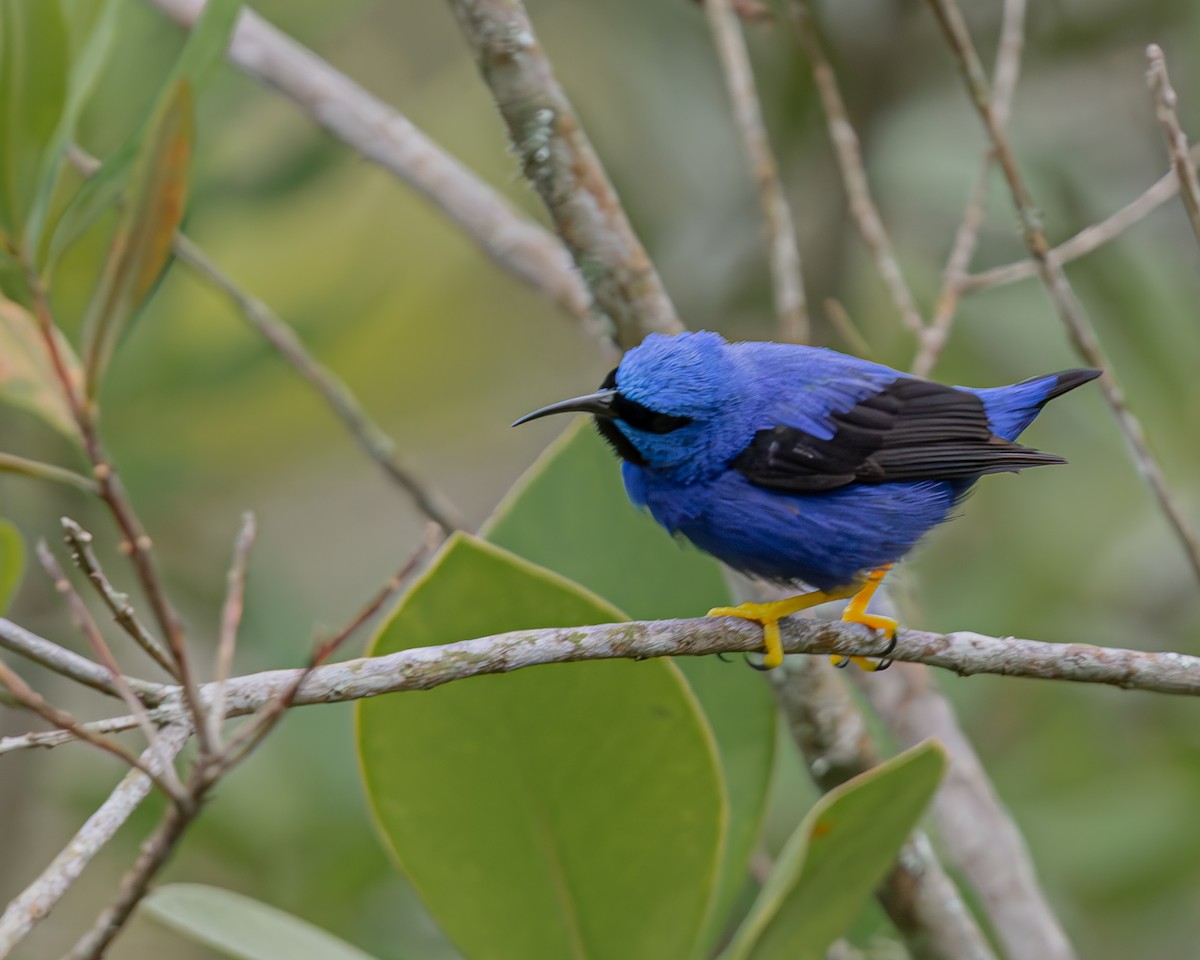 Purple Honeycreeper - ML647426466