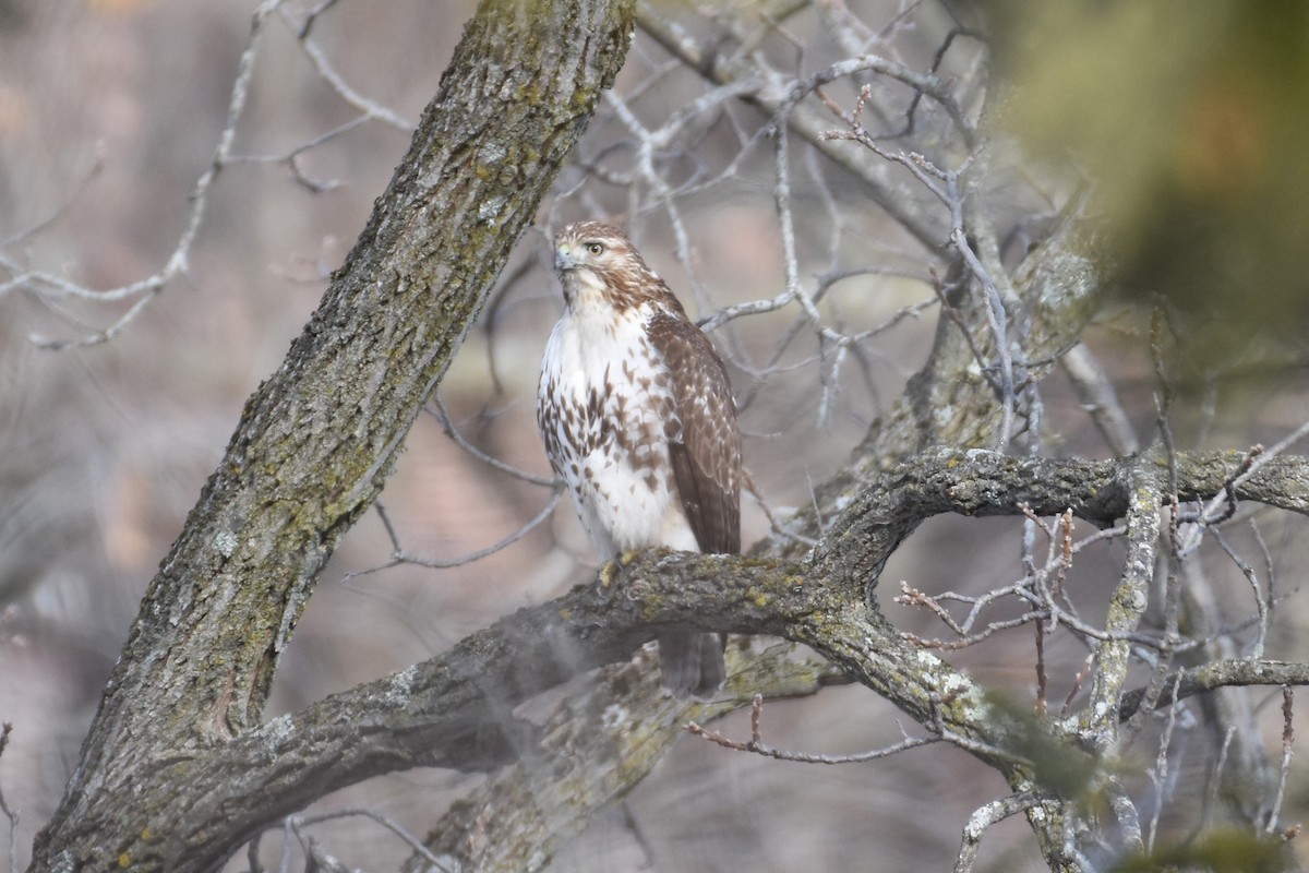 Red-tailed Hawk - ML647426467