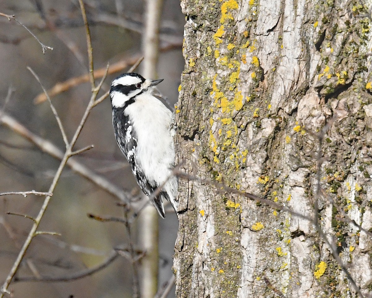 Downy Woodpecker (Eastern) - ML647426469