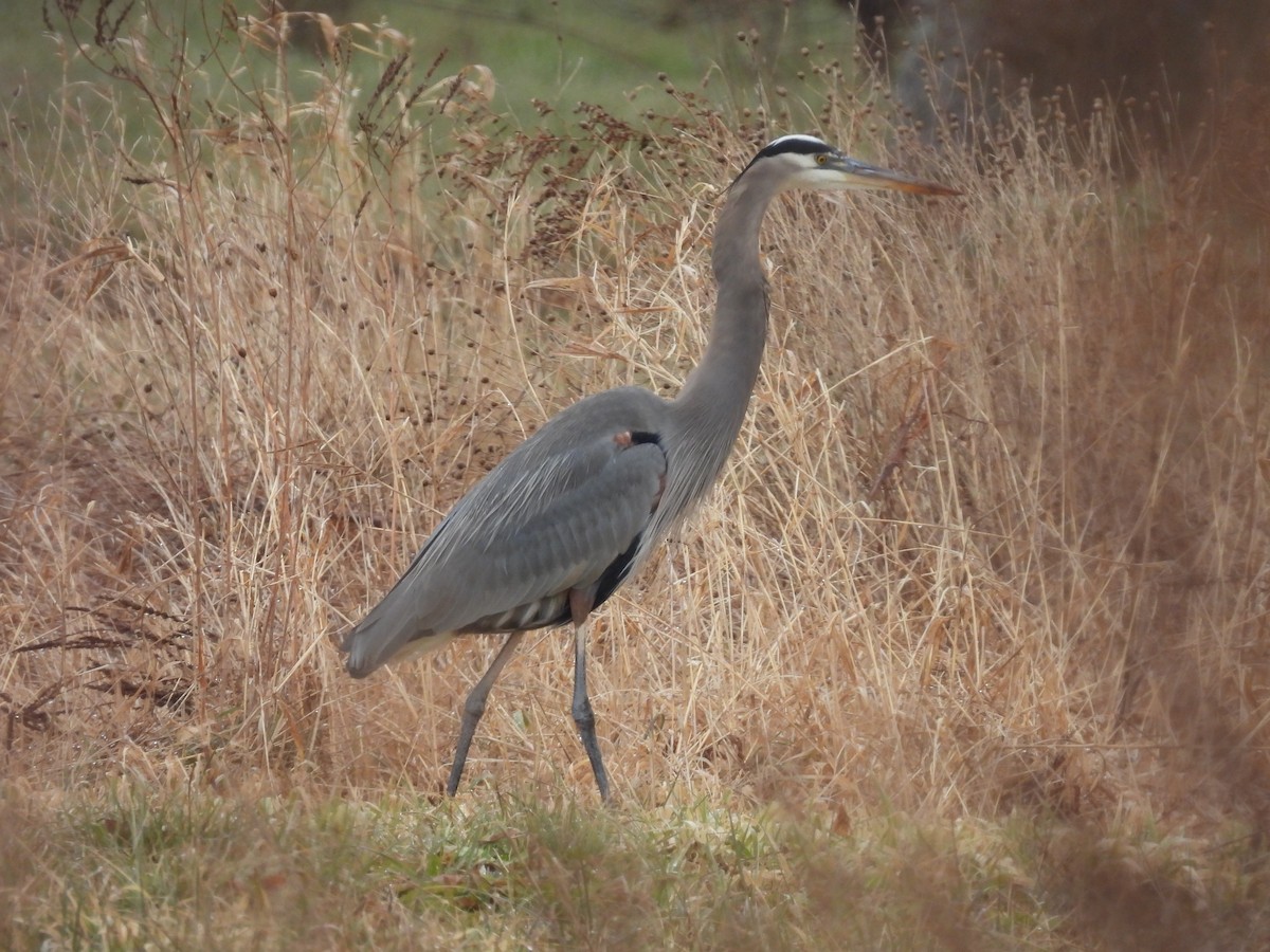 Great Blue Heron - ML647426470