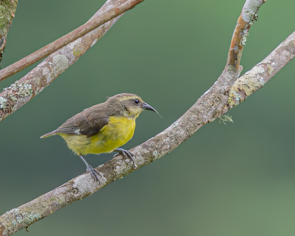Bananaquit - ML647426471
