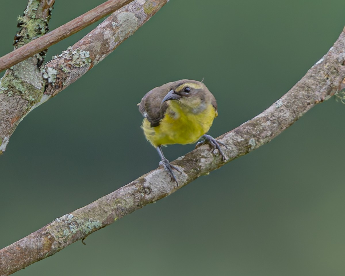 Bananaquit - ML647426472